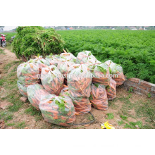 vietnam new fresh carrot exporter